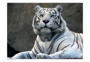 Fototapetas - Bengali tiger in zoo kaina ir informacija | Fototapetai | pigu.lt