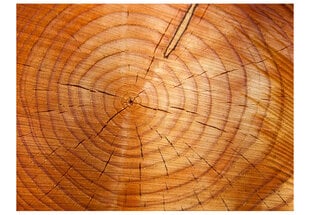 Fototapetas - Annual rings on a tree trunk цена и информация | Фотообои | pigu.lt