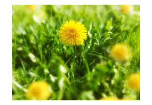 Fototapetas - Dandelion flowers kaina ir informacija | Fototapetai | pigu.lt