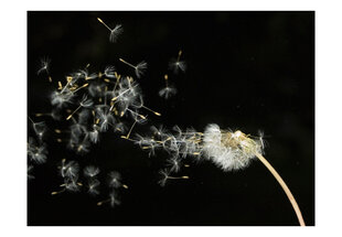 Fototapetas - Dandelion seeds carried by the wind kaina ir informacija | Fototapetai | pigu.lt