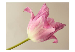 Fototapetas - Pink tulip цена и информация | Фотообои | pigu.lt