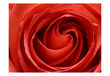 Fototapetas - Awakening rose цена и информация | Fototapetai | pigu.lt