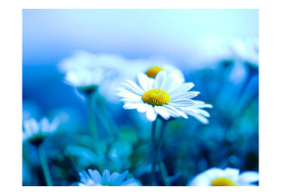 Fototapetas - Daisy on a blue meadow цена и информация | Фотообои | pigu.lt