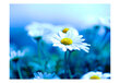 Fototapetas - Daisy on a blue meadow kaina ir informacija | Fototapetai | pigu.lt