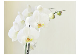 Fototapetas - White orchid kaina ir informacija | Fototapetai | pigu.lt