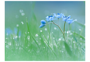 Fototapetas - A meadow at dawn kaina ir informacija | Fototapetai | pigu.lt