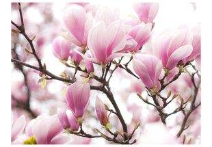 Fototapetas - Magnolia bloosom цена и информация | Фотообои | pigu.lt