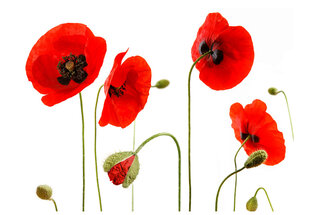 Fototapetas - Red poppies, summertime reminiscence kaina ir informacija | Fototapetai | pigu.lt