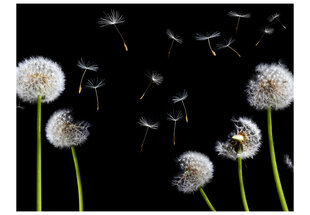 Fototapetas - Dandelions in the wind kaina ir informacija | Fototapetai | pigu.lt