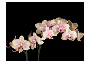 Fototapetas - Blooming orchid kaina ir informacija | Fototapetai | pigu.lt