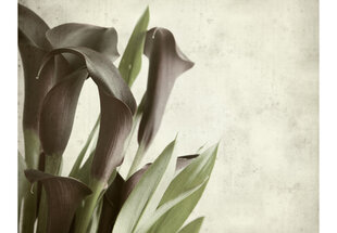 Fototapetas - Dark purple calla lilies - old paper background kaina ir informacija | Fototapetai | pigu.lt