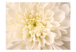 Fototapetas - White dahlia цена и информация | Fototapetai | pigu.lt