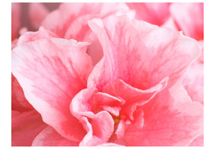 Fototapetas - Pink azalea flowers kaina ir informacija | Fototapetai | pigu.lt