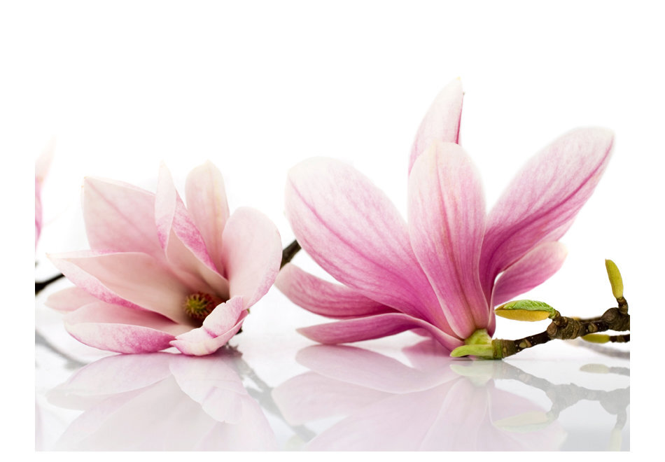Fototapetas - Magnolia flower цена и информация | Fototapetai | pigu.lt