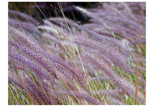 Fototapetas - Green field and purple flowers kaina ir informacija | Fototapetai | pigu.lt