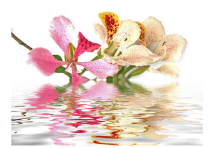 Fototapetas - Tropical flowers - orchid tree (bauhinia) kaina ir informacija | Fototapetai | pigu.lt