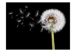 Fototapetas - Wind and dandelion kaina ir informacija | Fototapetai | pigu.lt