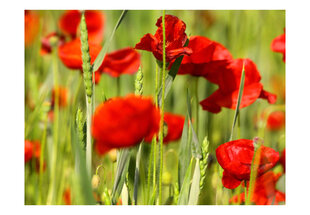 Fototapetas - Cereal field with poppies цена и информация | Фотообои | pigu.lt