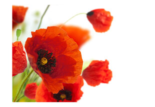 Fototapetas - Poppies on the wihite background kaina ir informacija | Fototapetai | pigu.lt