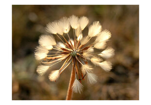 Fototapetas - Summer time - dandelion kaina ir informacija | Fototapetai | pigu.lt