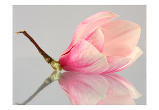 Fototapetas - A lonely magnolia flower kaina ir informacija | Fototapetai | pigu.lt