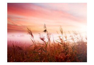 Fototapetas - Morning meadow kaina ir informacija | Fototapetai | pigu.lt