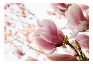 Fototapetas - Pink magnolia kaina ir informacija | Fototapetai | pigu.lt