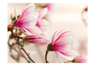 Fototapetas - Branch of magnolia tree цена и информация | Фотообои | pigu.lt