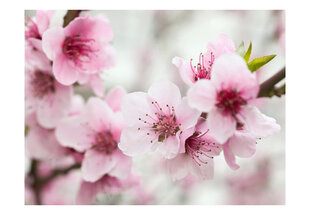 Fototapetas - Spring, blooming tree - pink flowers цена и информация | Фотообои | pigu.lt