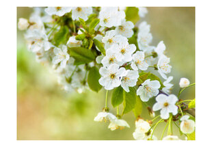 Fototapetas - Beautiful delicate cherry blossoms kaina ir informacija | Fototapetai | pigu.lt
