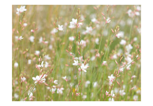 Fototapetas - White delicate flowers kaina ir informacija | Fototapetai | pigu.lt