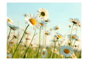 Fototapetas - Daisies - spring meadow цена и информация | Фотообои | pigu.lt