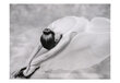 Fototapetas - photo: ballerina цена и информация | Fototapetai | pigu.lt