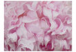 Fototapetas - azalea (pink) цена и информация | Fototapetai | pigu.lt