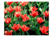 Fototapetas - Painted flowers kaina ir informacija | Fototapetai | pigu.lt