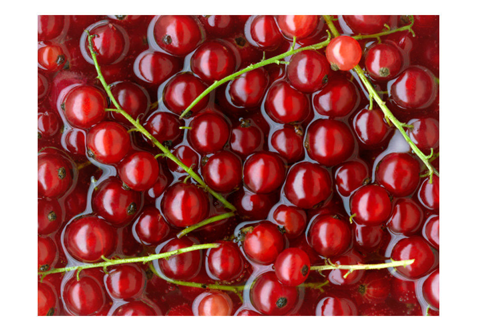 Fototapetas - Redcurrants bathed in water kaina ir informacija | Fototapetai | pigu.lt