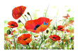 Fototapetas - Country poppies kaina ir informacija | Fototapetai | pigu.lt