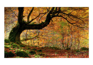 Fototapetas - Autumn, forest and leaves kaina ir informacija | Fototapetai | pigu.lt
