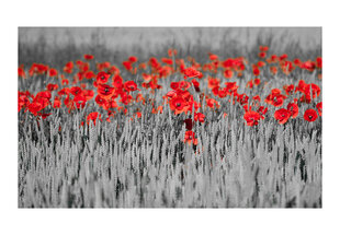 Fototapetas - Red poppies on black and white background kaina ir informacija | Fototapetai | pigu.lt