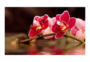 Fototapetas - Beautiful orchid flowers on the water kaina ir informacija | Fototapetai | pigu.lt