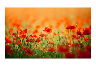 Fototapetas - Poppies in shiny summer day kaina ir informacija | Fototapetai | pigu.lt