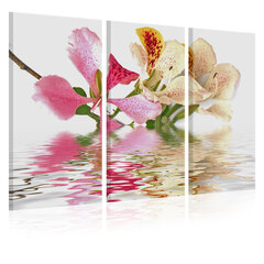 Paveikslas - Orchid with colorful spots kaina ir informacija | Reprodukcijos, paveikslai | pigu.lt