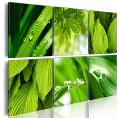 Paveikslas - Fresh green leaves цена и информация | Репродукции, картины | pigu.lt