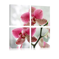 Paveikslas - Fancy orchid цена и информация | Репродукции, картины | pigu.lt