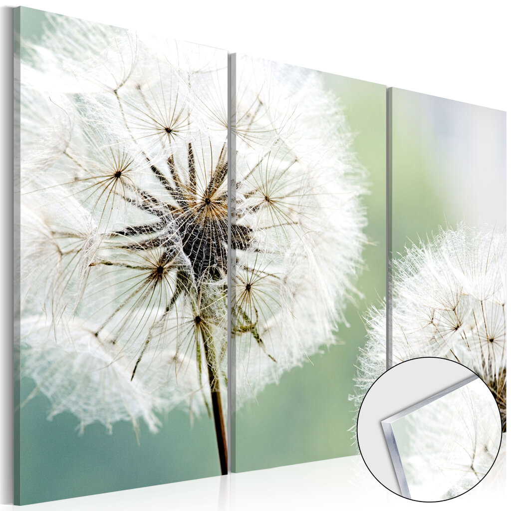 Akrilo stiklo paveikslas - Fluffy Dandelions [Glass] kaina ir informacija | Reprodukcijos, paveikslai | pigu.lt