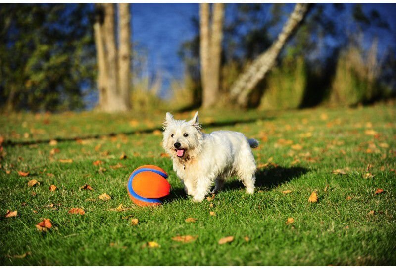 ChuckIt kamuoliukas šunims Kick Fetch, S, oranžinis/mėlynas kaina ir informacija | Žaislai šunims | pigu.lt