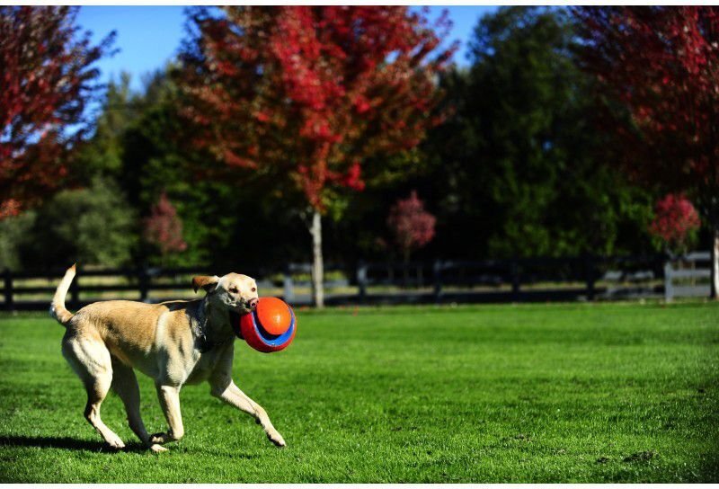 ChuckIt kamuoliukas šunims Kick Fetch, S, oranžinis/mėlynas kaina ir informacija | Žaislai šunims | pigu.lt