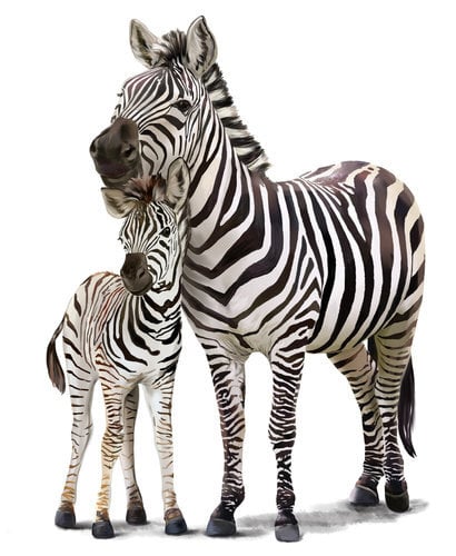 Vaikiškas interjero lipdukas Zebrai kaina ir informacija | Interjero lipdukai | pigu.lt