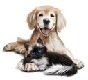 Vaikiškas interjero lipdukas Šuo ir katė