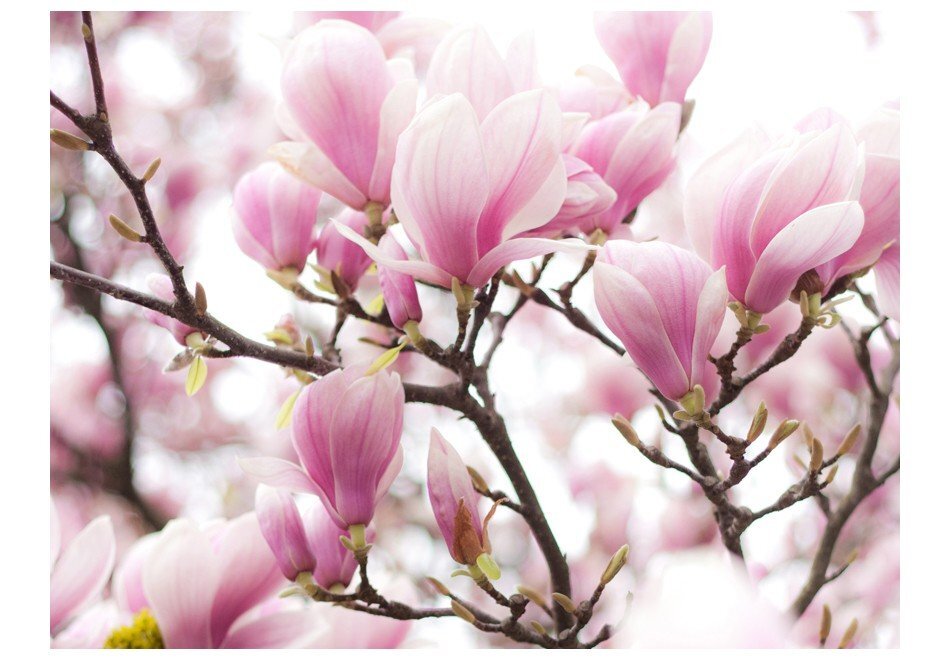 Fototapetai - Žydinti magnolija kaina ir informacija | Fototapetai | pigu.lt